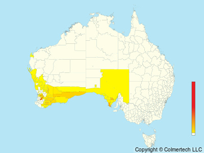 Blue-breasted Fairywren (Malurus pulcherrimus) - Australia