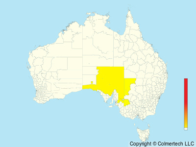 Black-eared Miner (Manorina melanotis) - Australia