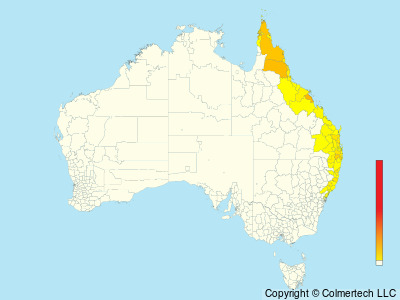 Wompoo Fruit-Dove (Megaloprepia magnifica) - Australia