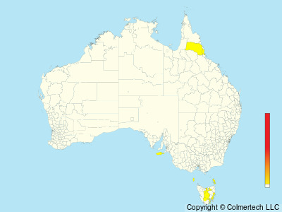 Wild Turkey (Meleagris gallopavo) - Australia