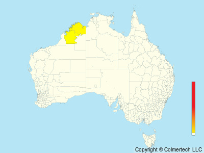 Kimberley Honeyeater (Meliphaga fordiana) - Australia