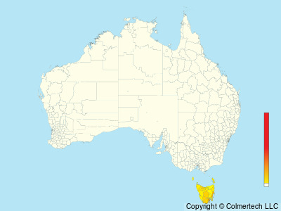 Black-headed Honeyeater (Melithreptus affinis) - Australia