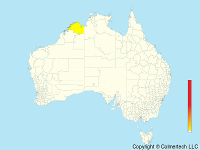 Island Monarch (Monarcha cinerascens) - Australia