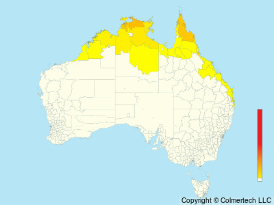 Shining Flycatcher (Myiagra alecto) - Australia