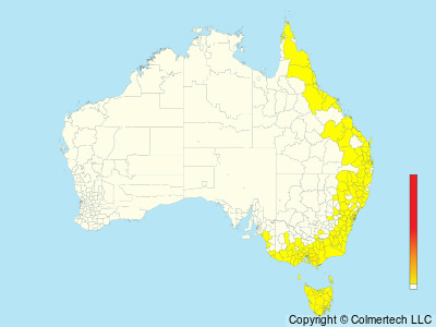 Satin Flycatcher (Myiagra cyanoleuca) - Australia