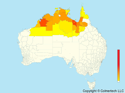 Paperbark Flycatcher (Myiagra nana) - Australia