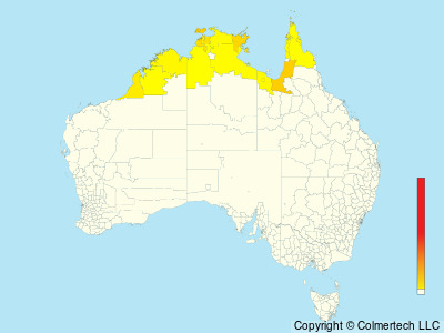 Red-headed Myzomela (Myzomela erythrocephala) - Australia