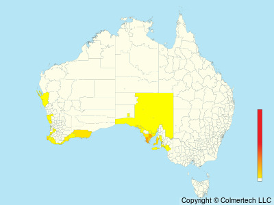 Rock Parrot (Neophema petrophila) - Australia