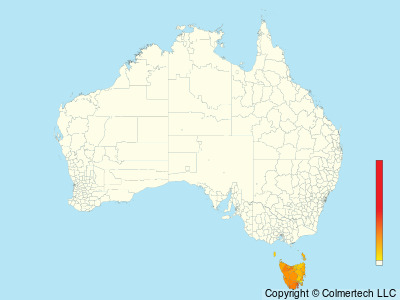 Yellow-throated Honeyeater (Nesoptilotis flavicollis) - Australia