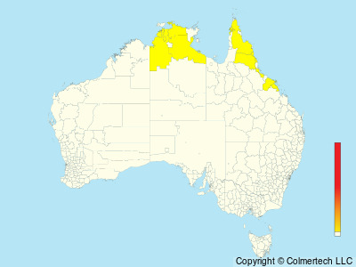 Rufous Owl (Ninox rufa) - Australia
