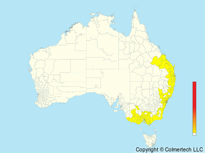 Powerful Owl (Ninox strenua) - Australia
