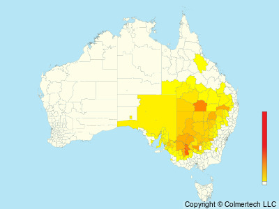 Greater Bluebonnet (Northiella haematogaster) - Australia