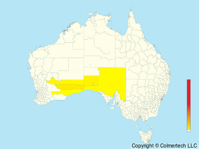 Naretha Bluebonnet (Northiella narethae) - Australia