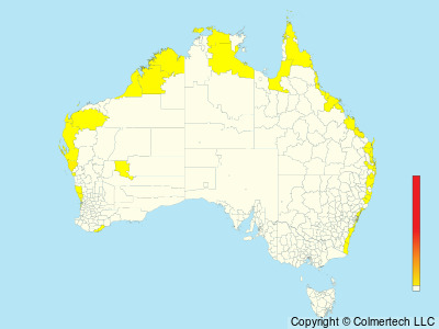 Sooty Tern (Onychoprion fuscatus) - Australia