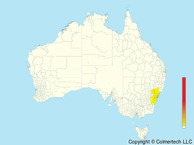 Rockwarbler (Origma solitaria) - Australia