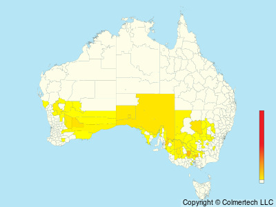 Gilbert's Whistler (Pachycephala inornata) - Australia