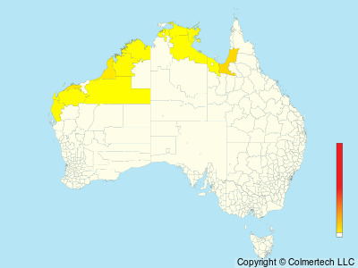White-breasted Whistler (Pachycephala lanioides) - Australia