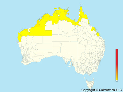 Black-tailed Whistler (Pachycephala melanura) - Australia