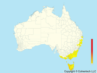 Olive Whistler (Pachycephala olivacea) - Australia