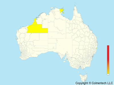 Rosy Starling (Pastor roseus) - Australia