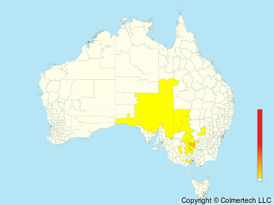 Plains-wanderer (Pedionomus torquatus) - Australia