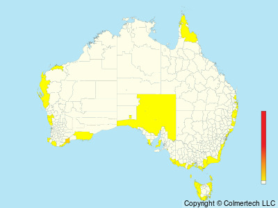 White-faced Storm-Petrel (Pelagodroma marina) - Australia