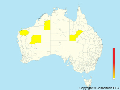 Night Parrot (Pezoporus occidentalis) - Australia
