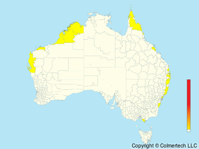 White-tailed Tropicbird (Phaethon lepturus) - Australia