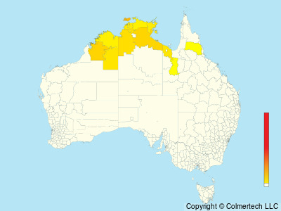 Northern Rosella (Platycercus venustus) - Australia