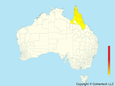 Papuan Frogmouth (Podargus papuensis) - Australia
