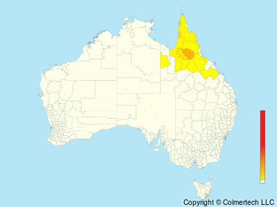 Black-throated Finch (Poephila cincta) - Australia