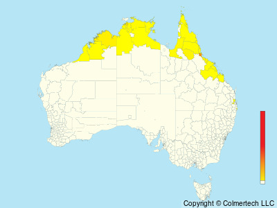 White-browed Crake (Poliolimnas cinereus) - Australia