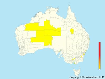 Princess Parrot (Polytelis alexandrae) - Australia