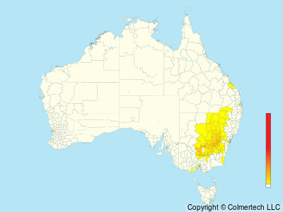 Superb Parrot (Polytelis swainsonii) - Australia