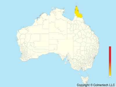 Palm Cockatoo (Probosciger aterrimus) - Australia