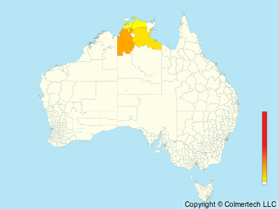Hooded Parrot (Psephotellus dissimilis) - Australia