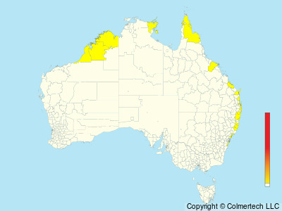 Tahiti Petrel (Pseudobulweria rostrata) - Australia