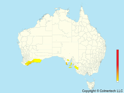 Western Whipbird (Psophodes nigrogularis) - Australia