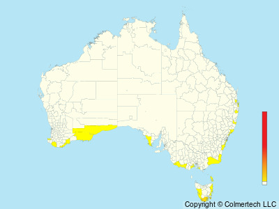 White-headed Petrel (Pterodroma lessonii) - Australia