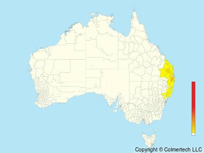 Paradise Riflebird (Ptiloris paradiseus) - Australia