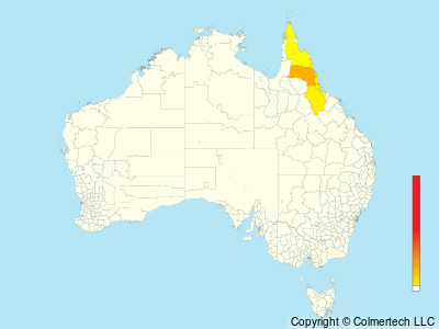 Victoria's Riflebird (Ptiloris victoriae) - Australia