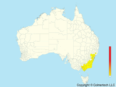 Pilotbird (Pycnoptilus floccosus) - Australia