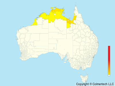 Arafura Fantail (Rhipidura dryas) - Australia