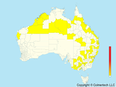 Australian Painted-Snipe (Rostratula australis) - Australia