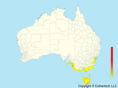 Beautiful Firetail (Stagonopleura bella) - Australia