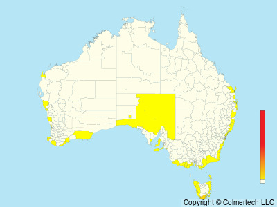 Brown Skua (Stercorarius antarcticus) - Australia
