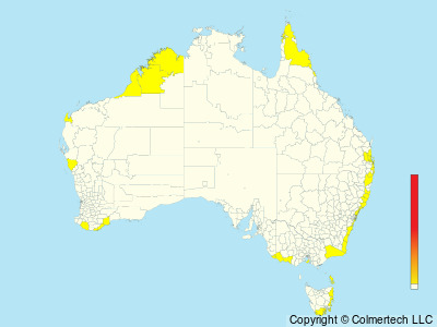 Long-tailed Jaeger (Stercorarius longicaudus) - Australia