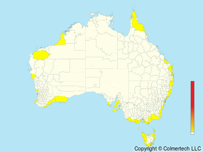 Parasitic Jaeger (Stercorarius parasiticus) - Australia