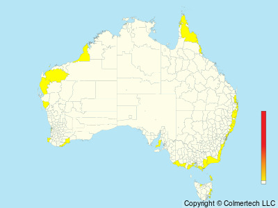 Pomarine Jaeger (Stercorarius pomarinus) - Australia