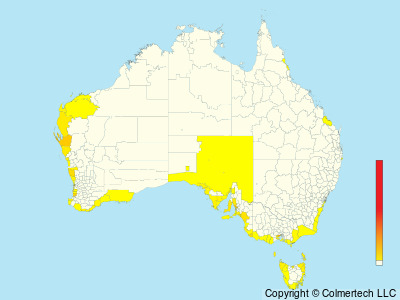 Australian Fairy Tern (Sternula nereis) - Australia